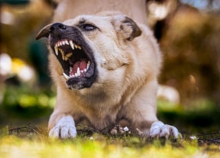 Illustration de l'article : Faut-il automatiquement punir un chien qui grogne ?