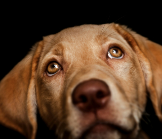 Illustration de l'article : Selon une &eacute;tude, regarder votre chien dans les yeux d&eacute;clenche l'hormone de l'amour