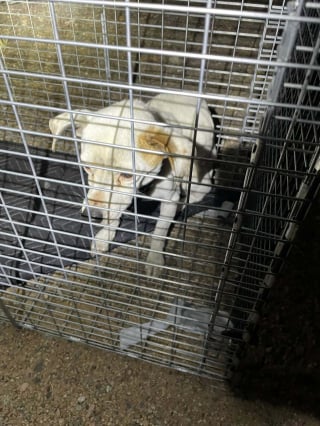 Illustration de l'article : Une b&eacute;n&eacute;vole luttant courageusement contre la maladie parvient &agrave; capturer une chienne affam&eacute;e et en fuite depuis 6 semaines dans la nature