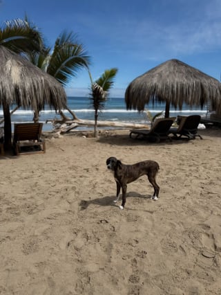 Illustration de l'article : Pendant leurs vacances, ils croisent le regard d&rsquo;une chienne errante sur une plage et d&eacute;cident imm&eacute;diatement de changer sa vie (vid&eacute;o)