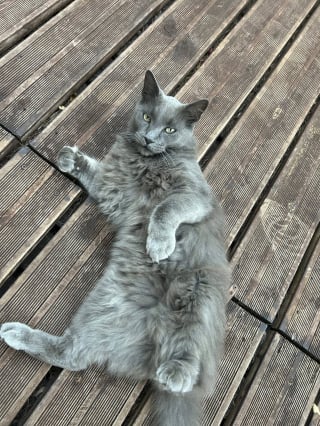 Illustration de l'article : 8 mois apr&egrave;s avoir tout perdu dans un incendie, une famille de Marseille retrouve avec &eacute;motion son chat disparu (vid&eacute;o)
