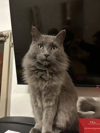 Illustration de l'article : 8 mois apr&egrave;s avoir tout perdu dans un incendie, une famille de Marseille retrouve avec &eacute;motion son chat disparu (vid&eacute;o)