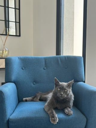 Illustration de l'article : 8 mois apr&egrave;s avoir tout perdu dans un incendie, une famille de Marseille retrouve avec &eacute;motion son chat disparu (vid&eacute;o)