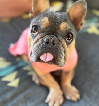 Illustration de l'article : Abandonn&eacute;e apr&egrave;s avoir v&eacute;cu en cage et encha&icirc;n&eacute; les port&eacute;es, cette petite chienne d&eacute;couvre la tendresse sur les genoux de son adoptant (vid&eacute;o)