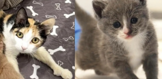 Illustration de l'article : Une chatte polydactyle secourue avec son unique chaton en adopte 6 autres devenus orphelins