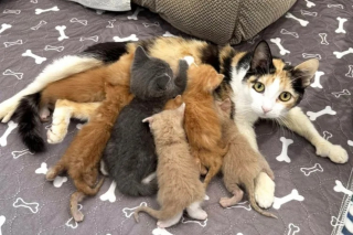 Illustration de l'article : Une chatte polydactyle secourue avec son unique chaton en adopte 6 autres devenus orphelins