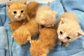 Illustration de l'article : Une chatte polydactyle secourue avec son unique chaton en adopte 6 autres devenus orphelins