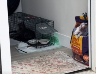 Illustration de l'article : Une chatte errante cens&eacute;e retourner dehors apr&egrave;s sa st&eacute;rilisation pr&eacute;f&egrave;re finalement rester chez sa bienfaitrice (vid&eacute;o)