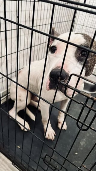 Illustration de l'article : Enferm&eacute; dans une cage &eacute;troite &agrave; H&eacute;nin-Beaumont (62) et laiss&eacute; sans soin, ce chien sauv&eacute; d&eacute;couvre les joies de l'ext&eacute;rieur