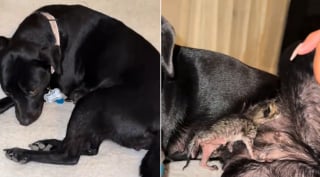 Illustration de l'article : Jusqu'au bout, cette chienne aura aim&eacute; le chaton orphelin qu'elle a recueilli comme son propre b&eacute;b&eacute;, avant de faire face au deuil (vid&eacute;o)