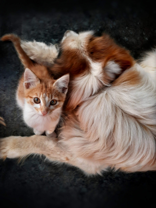Illustration de l'article : Les gendarmes du Gard sauvent in extremis 2 chiens et un chat affam&eacute;s, enferm&eacute;s dans un appartement et qui vivaient au milieu de leurs excr&eacute;ments