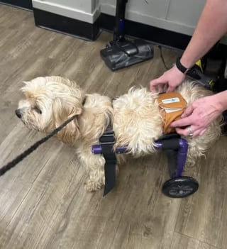 Illustration de l'article : Un chien paralys&eacute; dont la &laquo; queue remue sans arr&ecirc;t &raquo; retrouve l'espoir gr&acirc;ce &agrave; son nouveau chariot et aux soins qu'il re&ccedil;oit