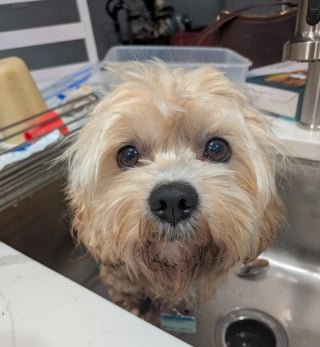 Illustration de l'article : Un chien paralys&eacute; dont la &laquo; queue remue sans arr&ecirc;t &raquo; retrouve l'espoir gr&acirc;ce &agrave; son nouveau chariot et aux soins qu'il re&ccedil;oit