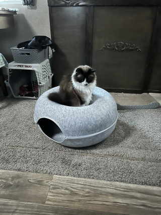 Illustration de l'article : Disparue lors d&rsquo;un road trip, une chatte retrouve sa maison 7 mois plus tard gr&acirc;ce &agrave; des joueurs en ligne