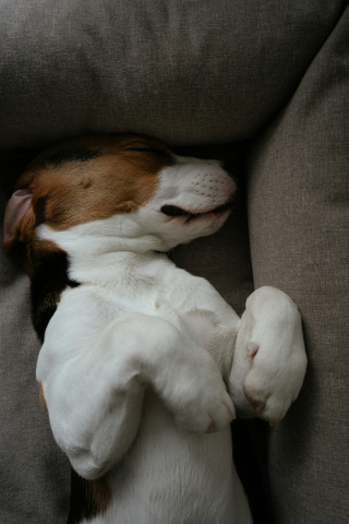 Illustration de l'article : 5 signes que votre chien se sent en s&eacute;curit&eacute; dans votre maison