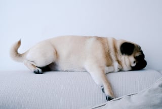 Illustration de l'article : 5 signes que votre chien se sent en s&eacute;curit&eacute; dans votre maison