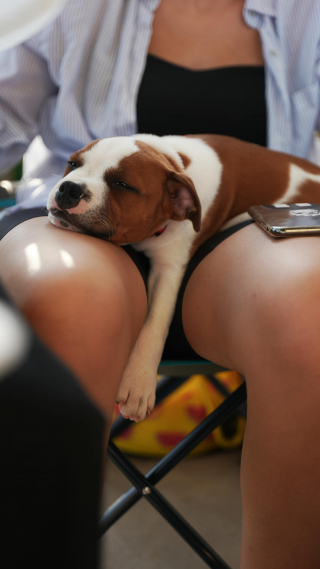 Illustration de l'article : 5 signes que votre chien se sent en s&eacute;curit&eacute; dans votre maison