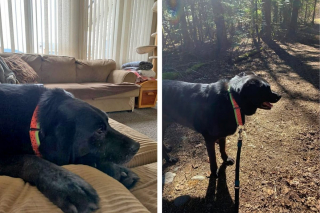 Illustration de l'article : Apr&egrave;s 300 jours d'attente, ce Labrador qui a subi une op&eacute;ration chirurgicale &agrave; l'oreille trouve enfin une famille