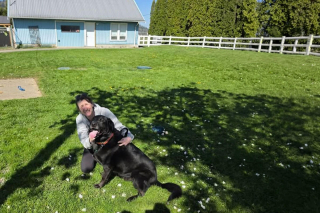 Illustration de l'article : Apr&egrave;s 300 jours d'attente, ce Labrador qui a subi une op&eacute;ration chirurgicale &agrave; l'oreille trouve enfin une famille