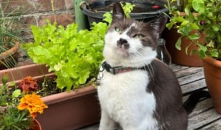 Illustration de l'article : Après 30 heures de recherches et d'angoisse, elle retrouve sa chatte perdue à la fenêtre de son voisin