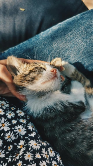 Illustration de l'article : 12 preuves que votre chat ressent un amour profond &agrave; votre &eacute;gard