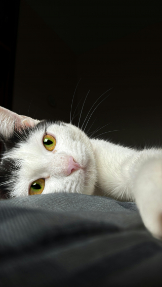 Illustration de l'article : 12 preuves que votre chat ressent un amour profond &agrave; votre &eacute;gard