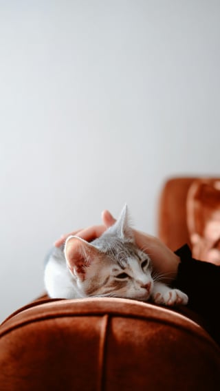 Illustration de l'article : 12 preuves que votre chat ressent un amour profond &agrave; votre &eacute;gard