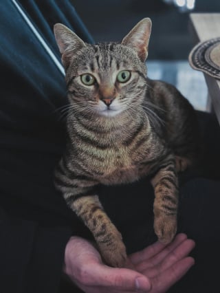 Illustration de l'article : 12 preuves que votre chat ressent un amour profond &agrave; votre &eacute;gard