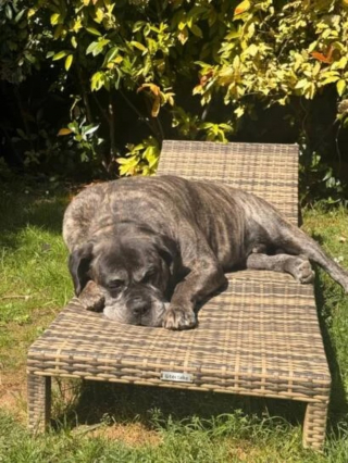 Illustration de l'article : Enferm&eacute; dans un garage en Haute-Marne (52), ce Cane Corso squelettique change de vie apr&egrave;s son sauvetage par une association et son adoption