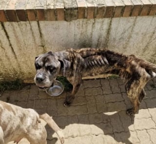 Illustration de l'article : Enferm&eacute; dans un garage en Haute-Marne (52), ce Cane Corso squelettique change de vie apr&egrave;s son sauvetage par une association et son adoption