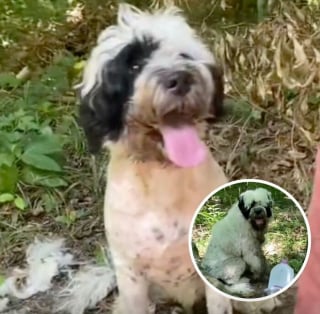 Illustration de l'article : 10 animaux abandonnés qui ont eu droit à une seconde chance grâce à leur sauvetage