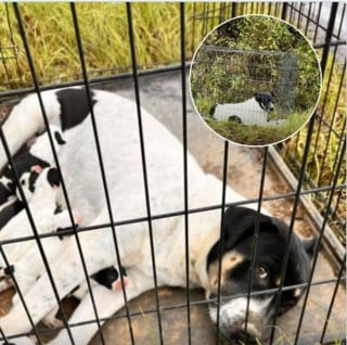 Illustration de l'article : 10 animaux abandonnés qui ont eu droit à une seconde chance grâce à leur sauvetage