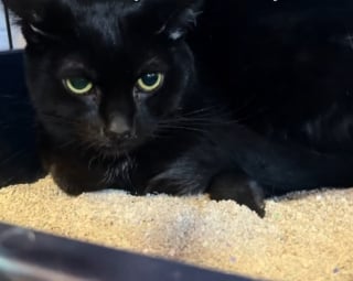 Illustration de l'article : Ce chat noir traumatis&eacute; et qui se cachait syst&eacute;matiquement pendant les 899 pass&eacute;s au refuge a enfin &eacute;t&eacute; adopt&eacute; (vid&eacute;o)