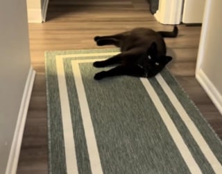 Illustration de l'article : Ce chat noir traumatis&eacute; et qui se cachait syst&eacute;matiquement pendant les 899 pass&eacute;s au refuge a enfin &eacute;t&eacute; adopt&eacute; (vid&eacute;o)