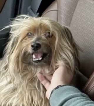 Illustration de l'article : Un chien errant se présente sur le rebord d’une fenêtre, et séduit instantanément la famille qui l’observe (vidéo)