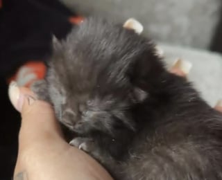 Illustration de l'article : Une promeneuse d&eacute;couvre un sac &agrave; dos renfermant des chatons &agrave; proximit&eacute; d&rsquo;une gare et apporte son aide en urgence