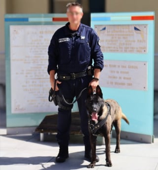 Illustration de l'article : Errant puis recueilli par la SPA, ce croisé Malamute et Malinois fait désormais partie de la police du Gard (30) dont il est la mascotte