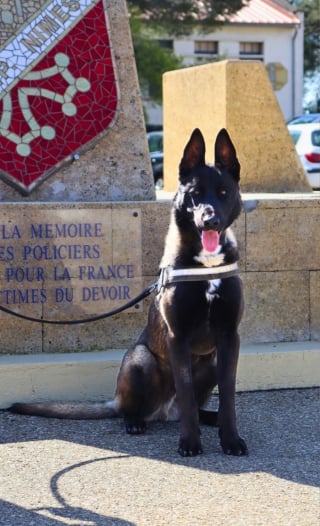 Illustration de l'article : Errant puis recueilli par la SPA, ce croisé Malamute et Malinois fait désormais partie de la police du Gard (30) dont il est la mascotte