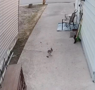 Illustration de l'article : Un homme et ses chiens s'appr&ecirc;tant &agrave; partir en promenade aident un lapin poursuivi par un renard &agrave; prendre la fuite (vid&eacute;o)