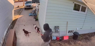 Illustration de l'article : Un homme et ses chiens s'appr&ecirc;tant &agrave; partir en promenade aident un lapin poursuivi par un renard &agrave; prendre la fuite (vid&eacute;o)