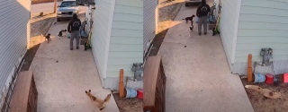Illustration de l'article : Un homme et ses chiens s'appr&ecirc;tant &agrave; partir en promenade aident un lapin poursuivi par un renard &agrave; prendre la fuite (vid&eacute;o)