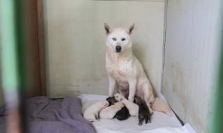 Illustration de l'article : Une chienne gestante sauv&eacute;e de l'abattoir donne naissance &agrave; 5 chiots et commence une nouvelle vie &agrave; des milliers de kilom&egrave;tres