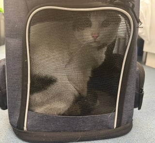 Illustration de l'article : Recherch&eacute; par sa ma&icirc;tresse depuis 4 jours, un chat d'int&eacute;rieur se faufile sous une voiture et se retrouve &agrave; 24 km de chez lui