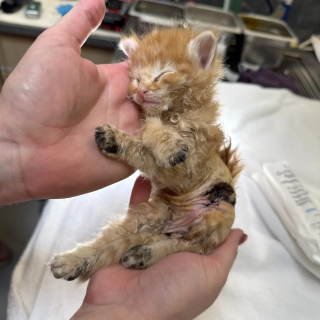 Illustration de l'article : Ce courageux chaton roux se remet de graves brûlures et échappe à l'amputation avant d'être adopté avec son meilleur ami