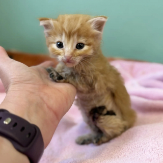 Illustration de l'article : Ce courageux chaton roux se remet de graves brûlures et échappe à l'amputation avant d'être adopté avec son meilleur ami