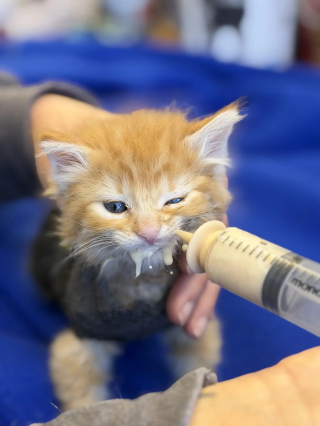 Illustration de l'article : Ce courageux chaton roux se remet de graves brûlures et échappe à l'amputation avant d'être adopté avec son meilleur ami