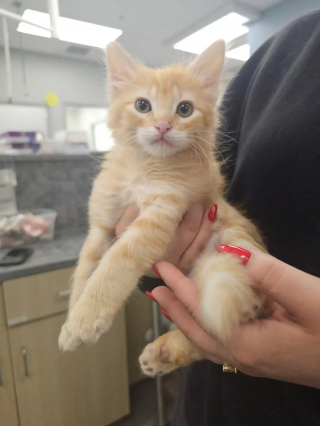 Illustration de l'article : Ce courageux chaton roux se remet de graves brûlures et échappe à l'amputation avant d'être adopté avec son meilleur ami