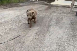 Illustration de l'article : Une automobiliste filme l'étreinte de soulagement de 2 jeunes chiots abandonnés qu'elle vient de recueillir (vidéo)