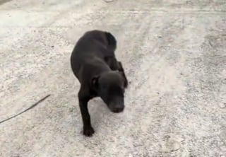 Illustration de l'article : Une automobiliste filme l'étreinte de soulagement de 2 jeunes chiots abandonnés qu'elle vient de recueillir (vidéo)