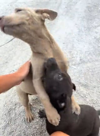 Illustration de l'article : Une automobiliste filme l'étreinte de soulagement de 2 jeunes chiots abandonnés qu'elle vient de recueillir (vidéo)